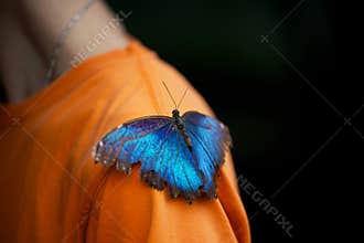 Closeup of a beautiful Menelaus blue morpho sitting on a shoulder