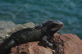 Wild Iguana Perched on Rocks by the Water