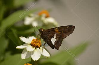 Silver-Spotted Skipper Butterfly on White Zinnia Flower