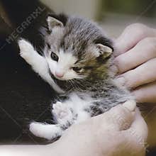 Kitten
