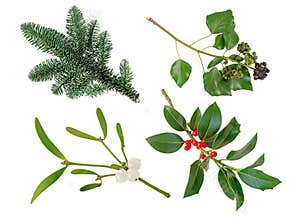 Christmas decoration plants set isolated on white. Transparent png additional format