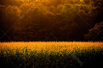 Vermont Foliage