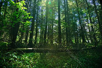 Shady forest