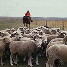 argentina ,patagonia in the province of santa cruz,gaucho on horseback with sheep and dog