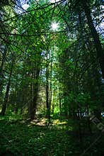 Forest