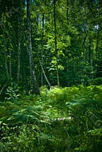 Forest