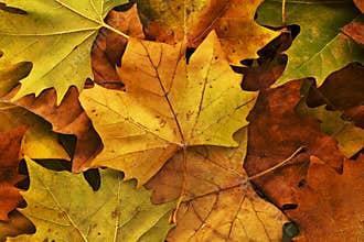 Leaves in autumn