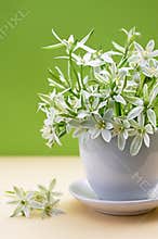 White flowers of Ornithogalum umbellatum or Star of Bethlehem