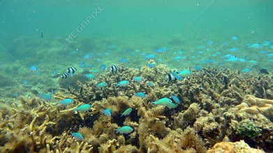 Blue neon and striped fish on the shallow reefs of Kadavu Island in Fiji