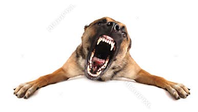 Bad dog
