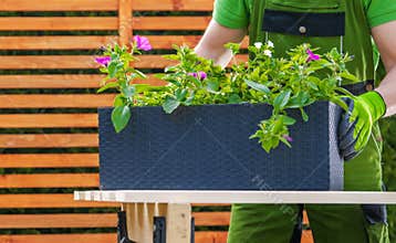 Gardener Replanting Flowers to Bigger Planter