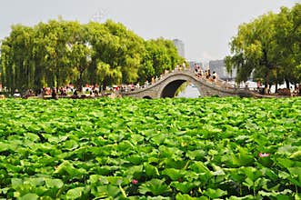 Lotus pond, city park, Changchun, China