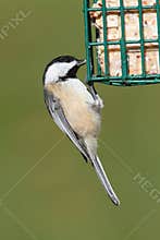 Chickadee On A Feeder