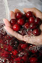 Hand with sour cherries