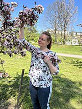 sakura apple tree blooms in spring in the park