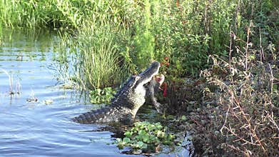 Alligator Eating a Fish in Florida Lake.
