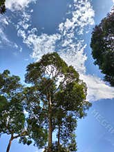 The jungle and cloud at east borneo infonesia