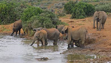 African elephants drinking water - South Africa