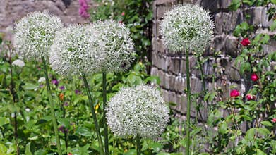 Allium stipitatum White Giant