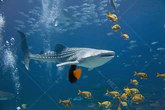 Whale Shark