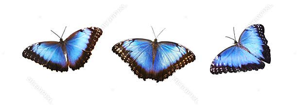 Set of Morpho peleides butterflies isolated