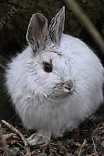 Snowshoe Hare