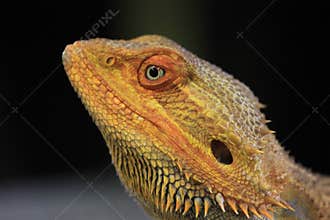 Inland Bearded Dragon