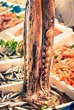 Octopus