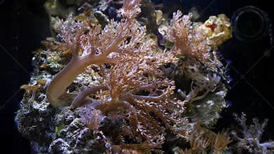Kenya tree coral polyp frag grow on plug in strong flow, healthy active animal in nano reef marine aquarium, popular pet in LED