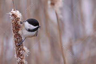 Black-capped Chickadee