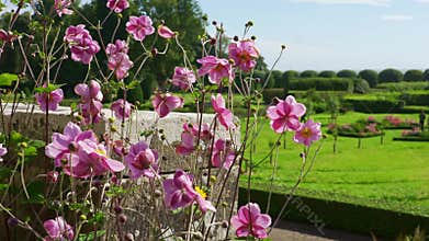 Beautiful flowers moved by the wind in the gardens of a Scottish castle, Highlands, UK.