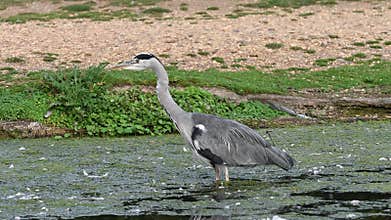 Grey heron fishing in shallow water
