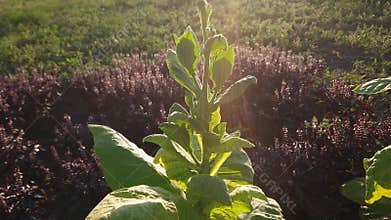 Stem of tobacco with flowers and leaves at sunset backlit