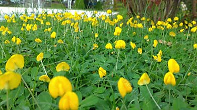 Beautiful small yellow flowers in the gardens.