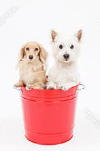 Bucket and dogs
