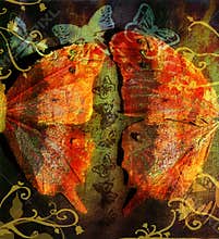 Grunge butterfly