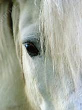 Horse eye