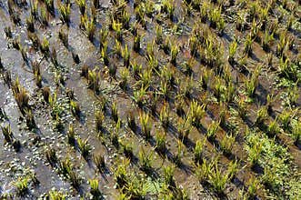 Rice Seedlings