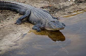 Florida alligator