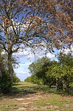 Florida orange grove