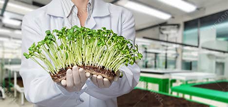 Biotechnologist shows grown plant cultures