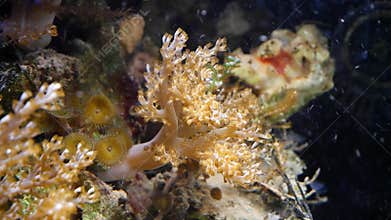 Kenya tree coral polyp frag grow attached on plug in strong flow, healthy active animal move in nano reef marine aquarium, popular