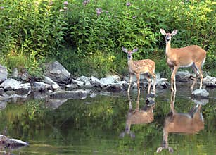 Whitetail Doe With Fawn
