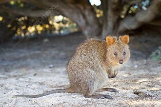 Quokka