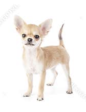 Stacking purebred chihuahua puppy