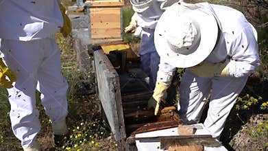 Beekeepers working to collect honey. Organic beekeeping concept.
