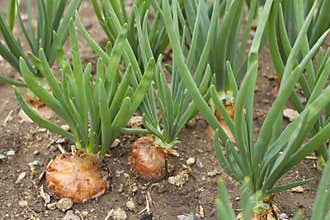 Onion