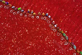 Harvesting red chilies