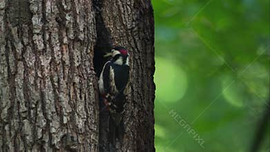 The Great Spotted Woodpecker Feeding Chick in Tree Hollow