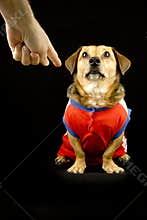 Bad dog